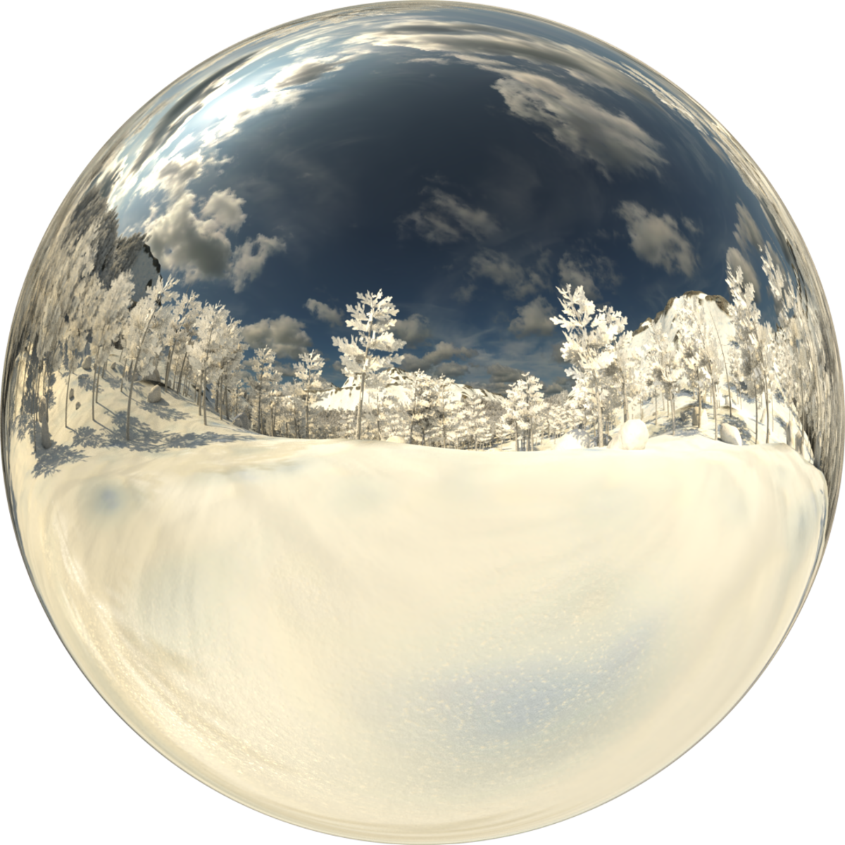 Pine Forest Day Ground Snow