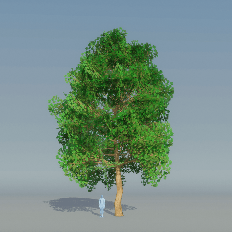 Maple Tree Dark Green 4