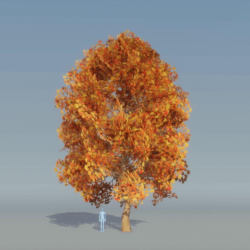 Maple Tree Autumn B 1