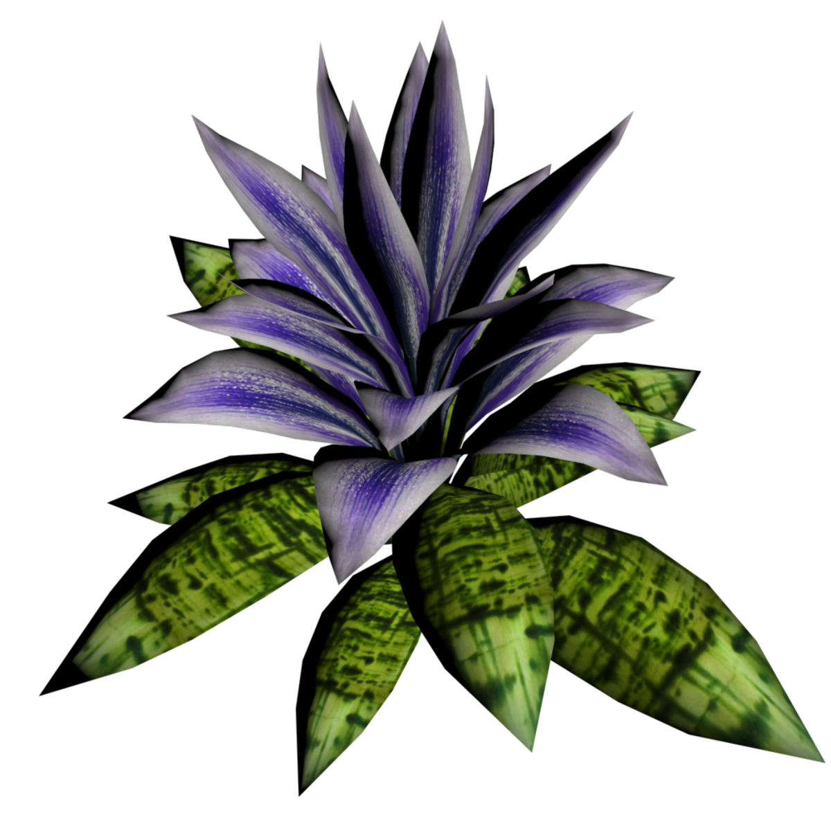 Bromeliad Plant 5