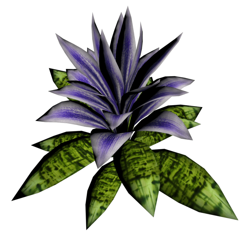 Bromeliad Plant 5