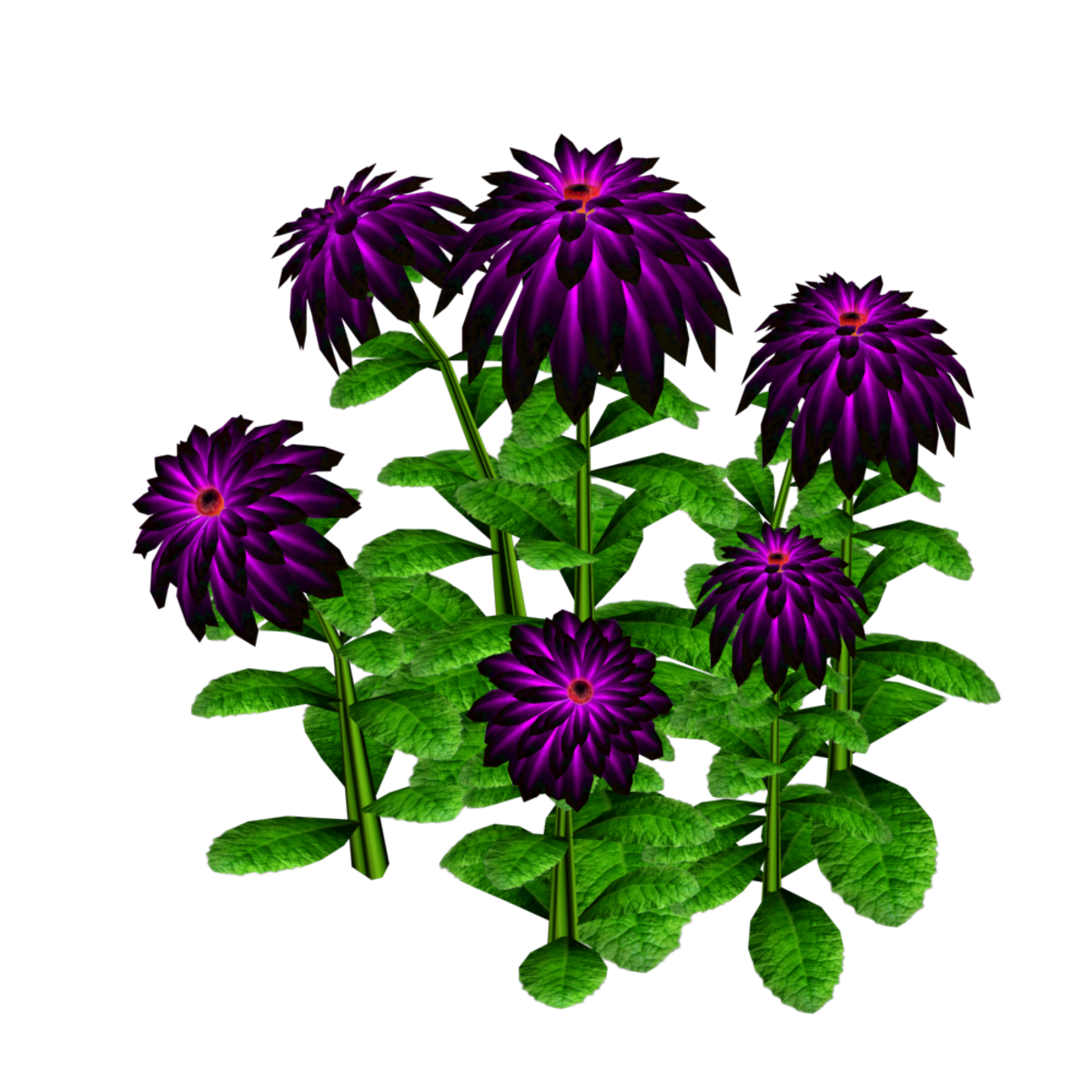Group of Dahlia Plants 2