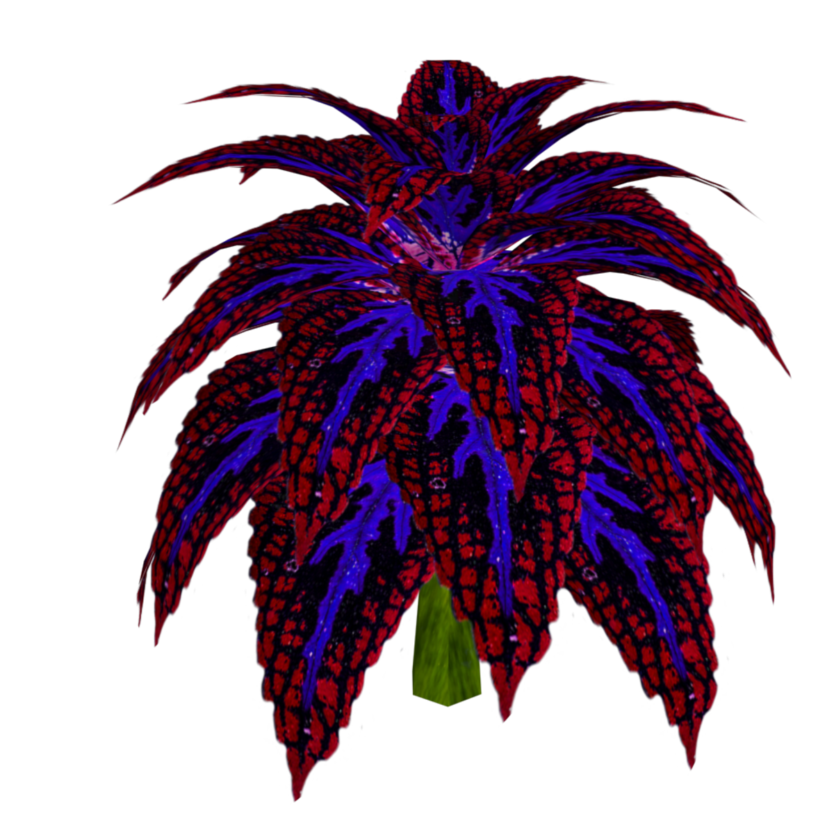 Coleus Plant 5