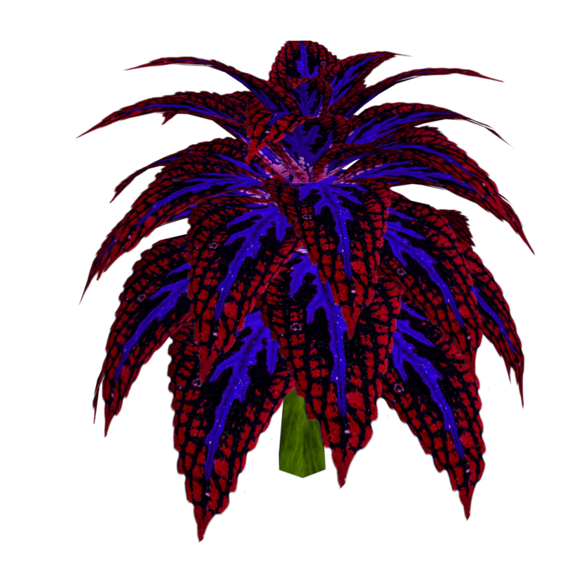 Coleus Plant 5