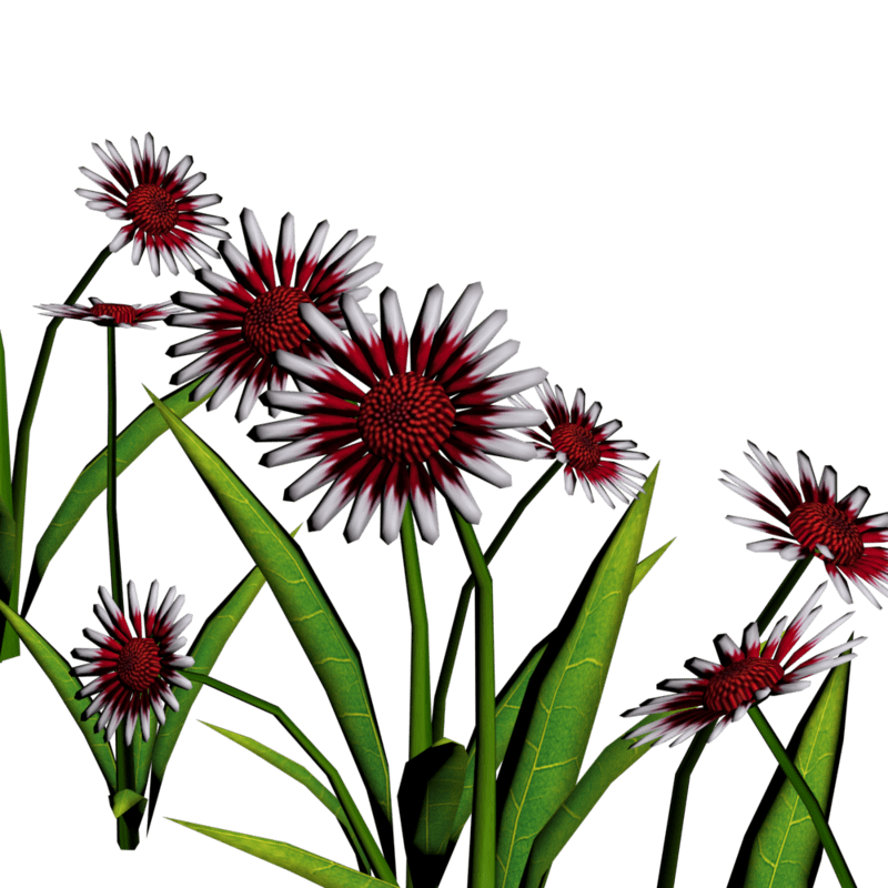 Daisies For Pathways 7