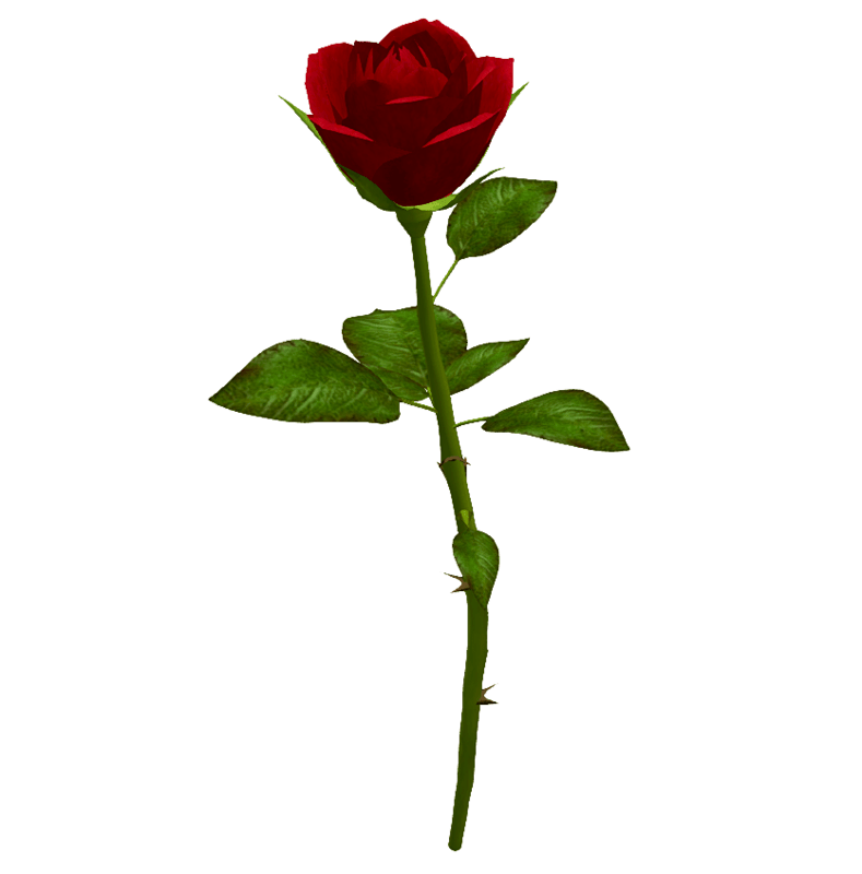 Single Red Rose