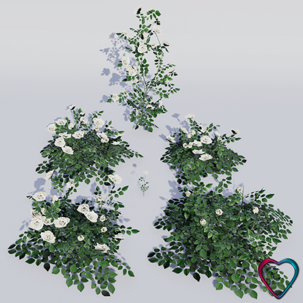 Rose Flowers - White