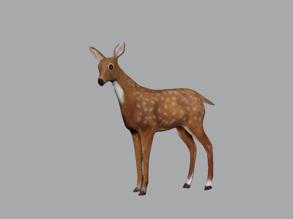 Fawn Deer Looking Left