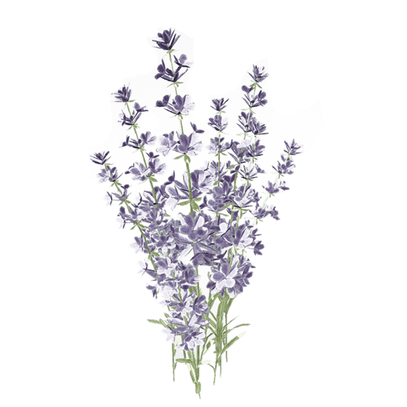 Lavender