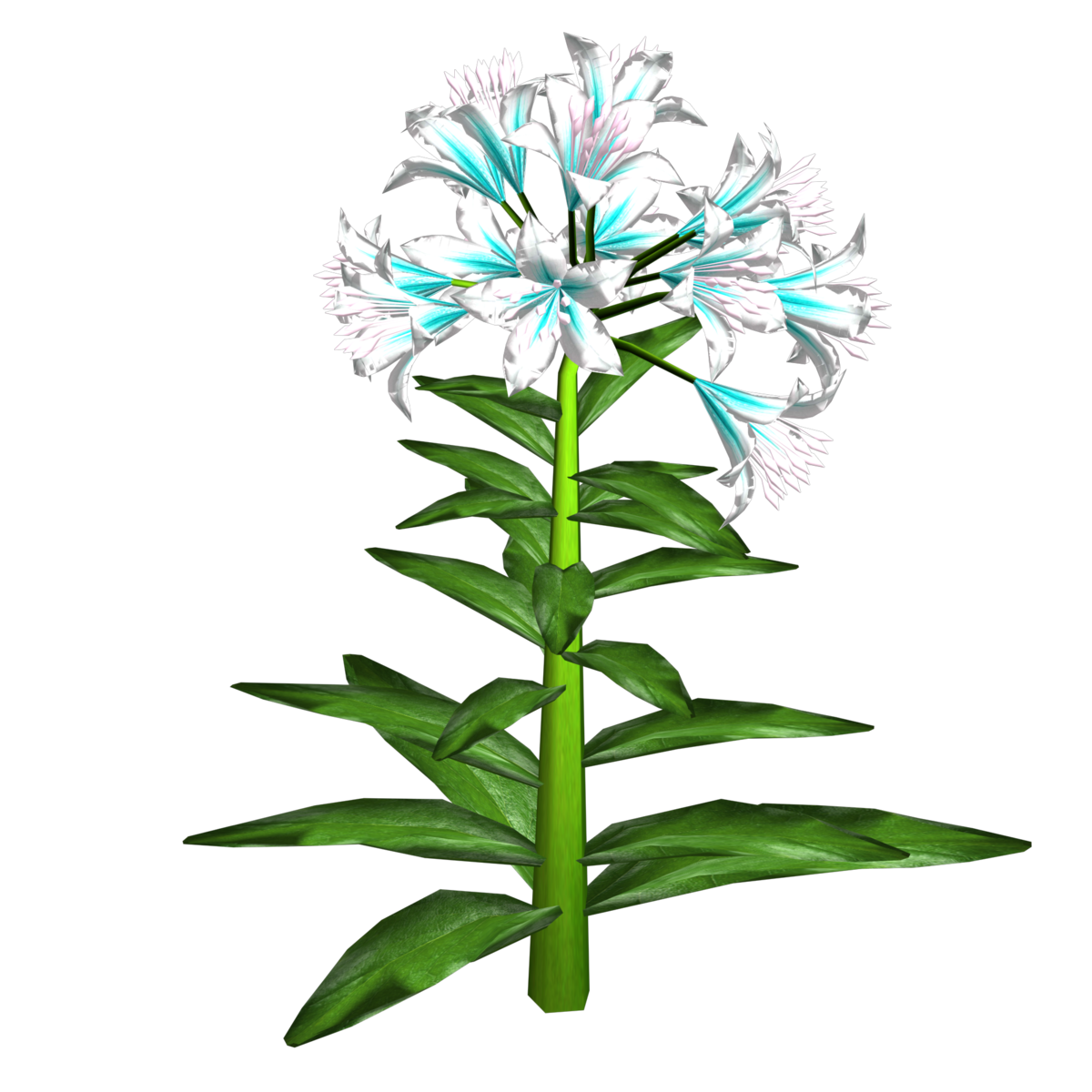 Trumpet Lily Plant 19