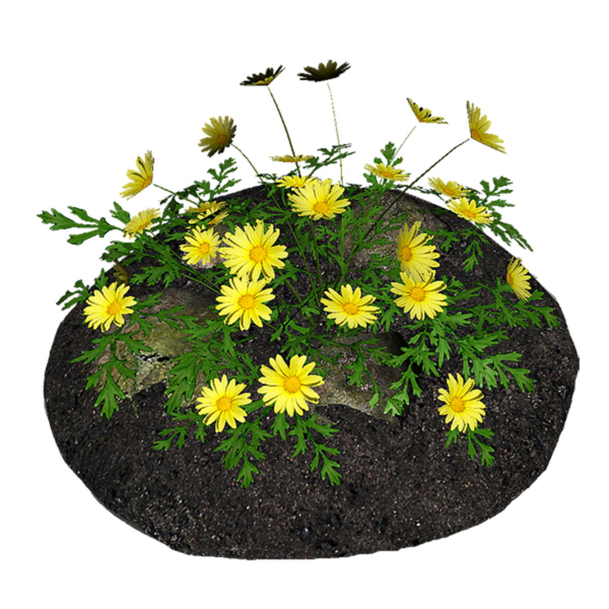 Yellow Daisies with Rocks and Soil
