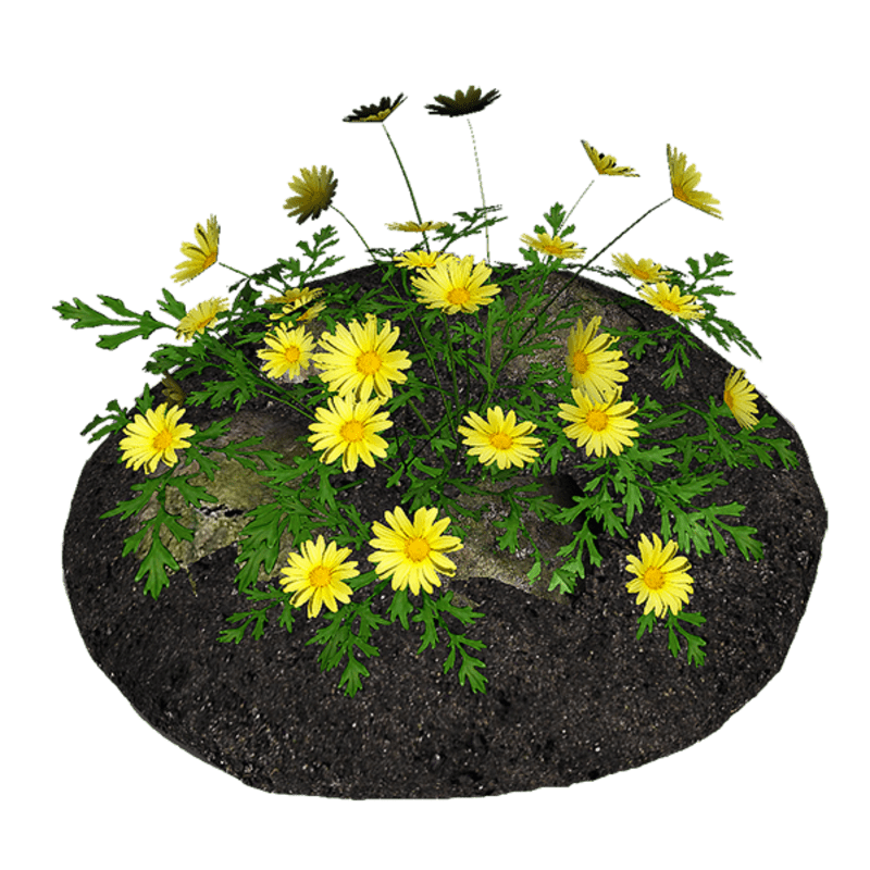 Yellow Daisies with Rocks and Soil