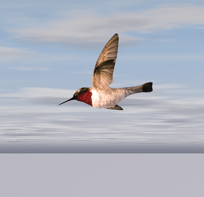 flying hummingbird animated