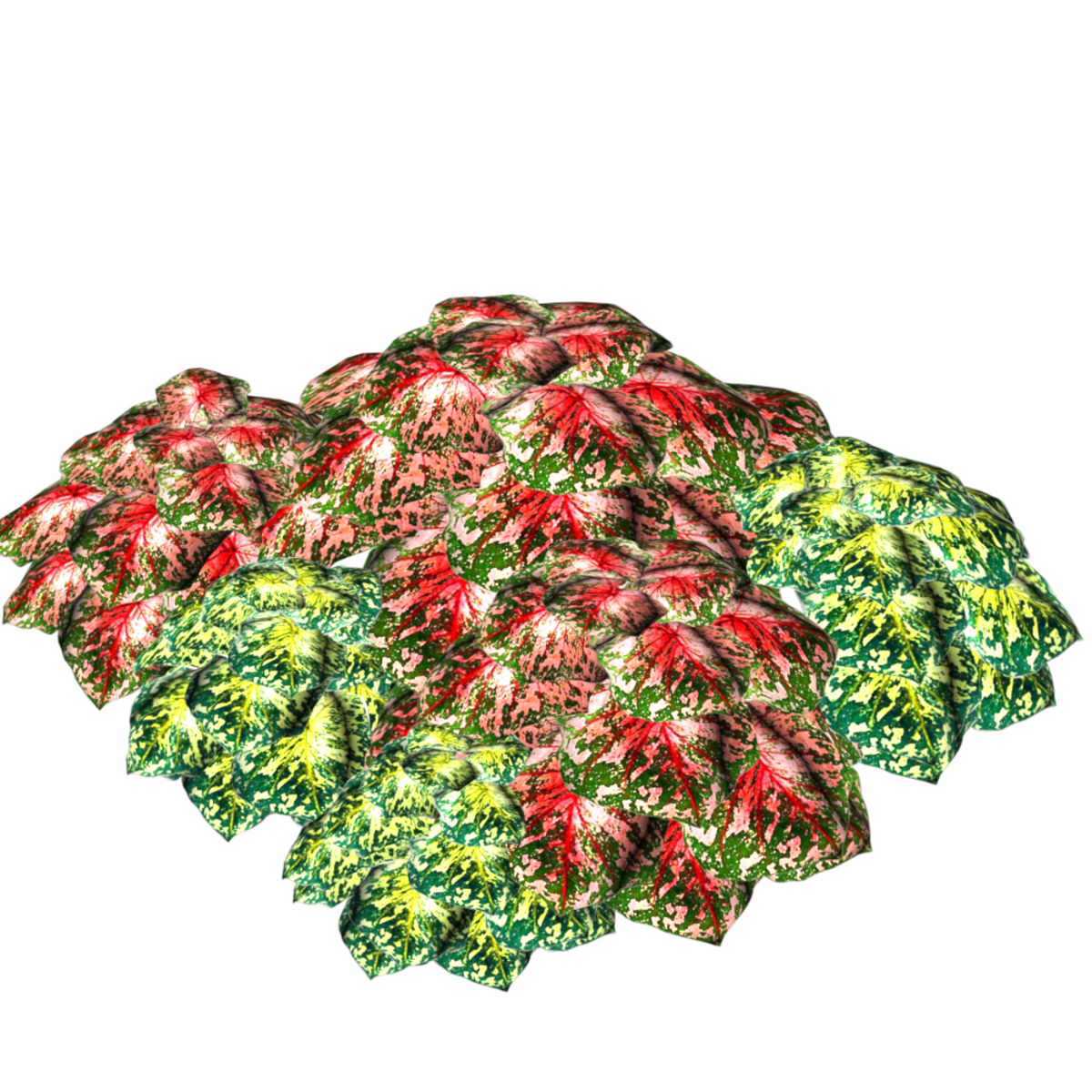 2 Color Caladiums 26