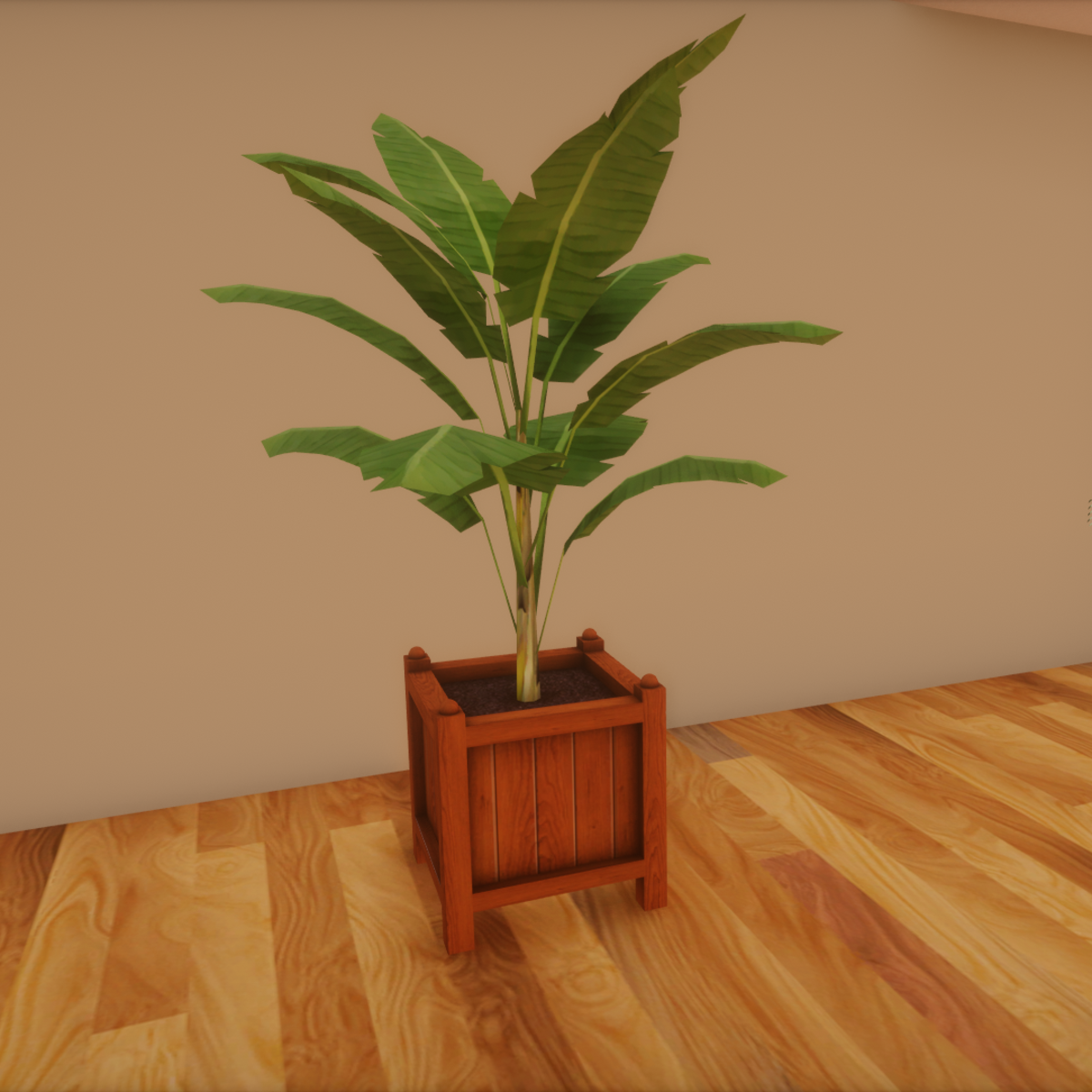 Rubber plant in teak container