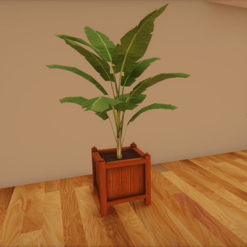 Rubber plant in teak container