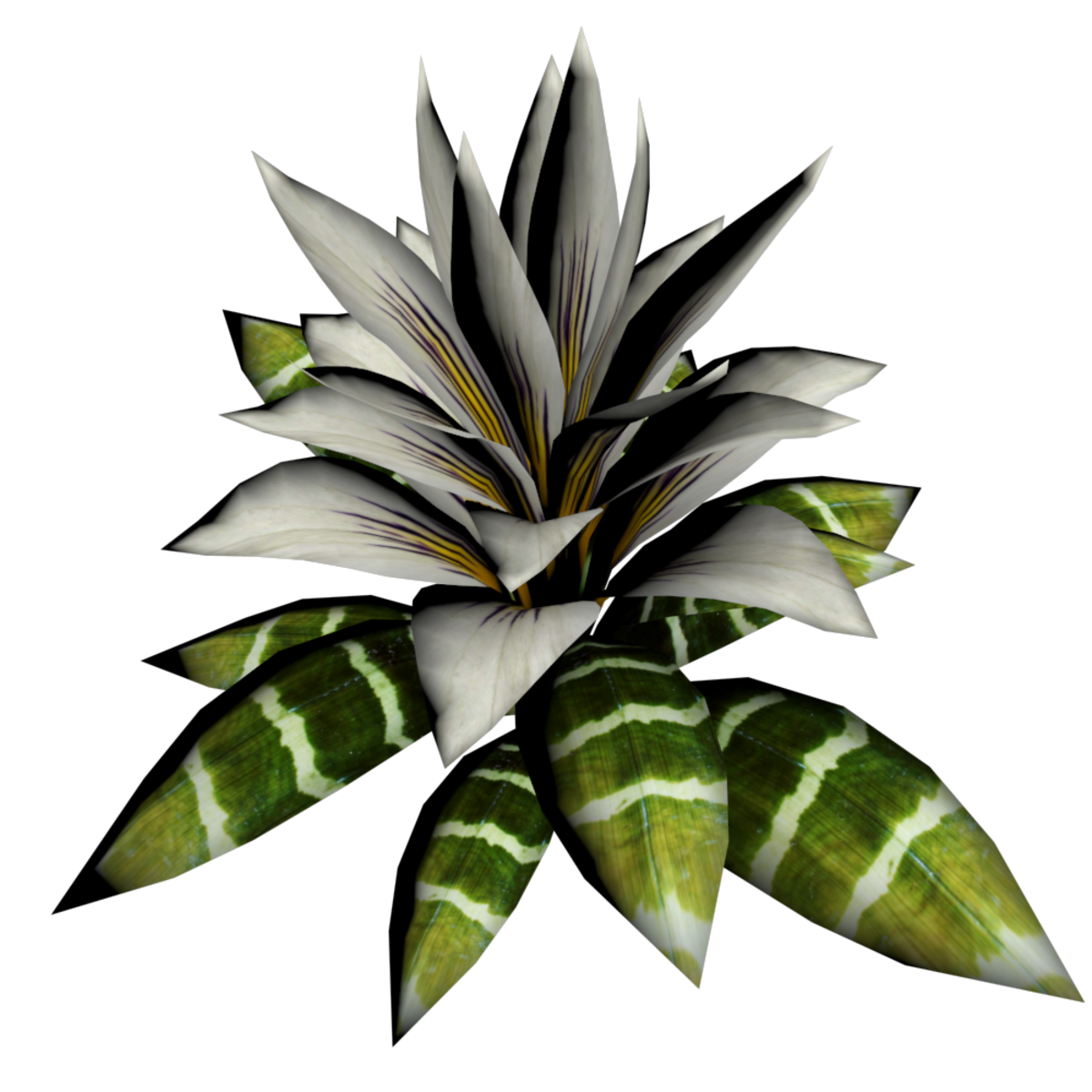Bromeliad Plant 14