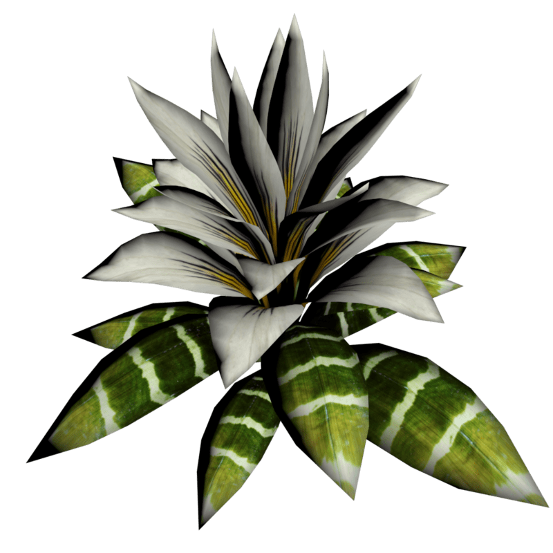 Bromeliad Plant 14