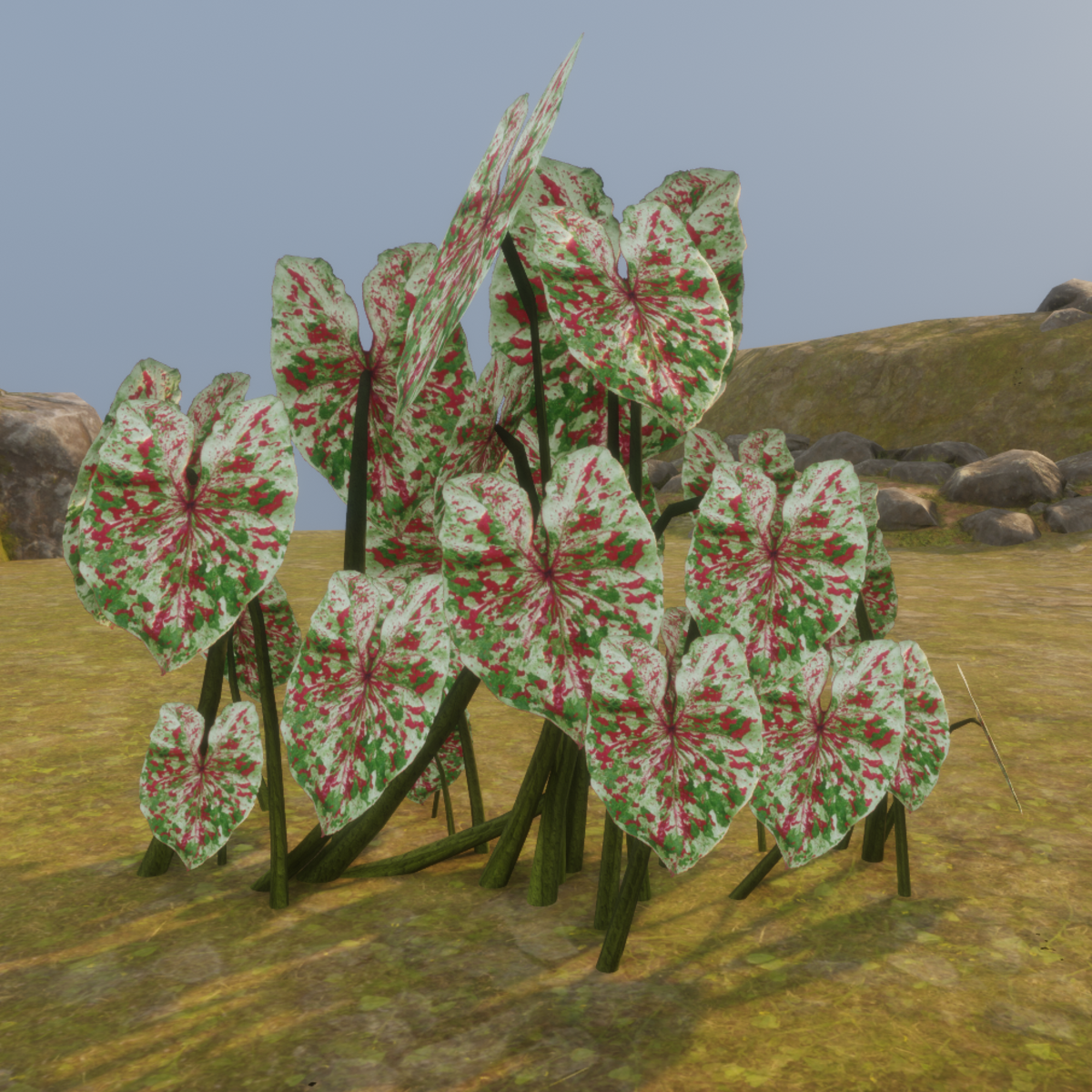 BUSH_03_RaspberryMoonCaladium