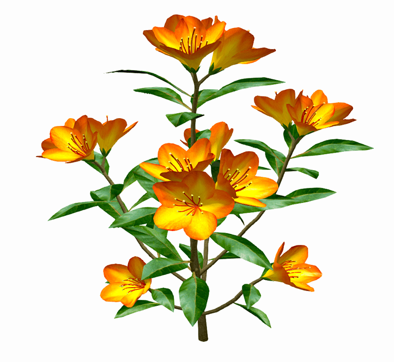 Tropical Yellow Rhododendron