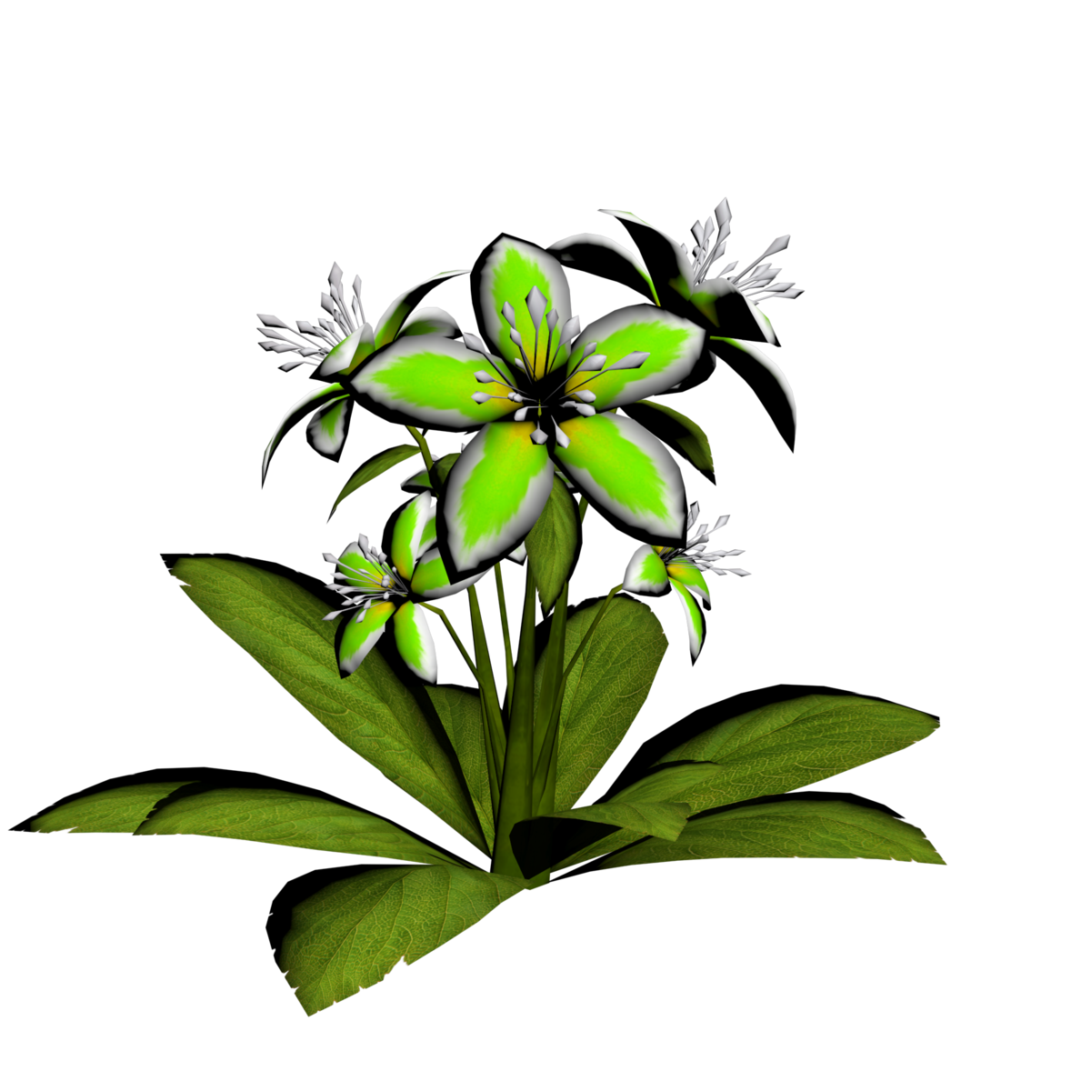 Lily Plant 19