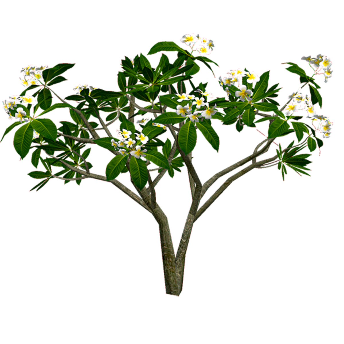 Frangipani Rubra_Yellow