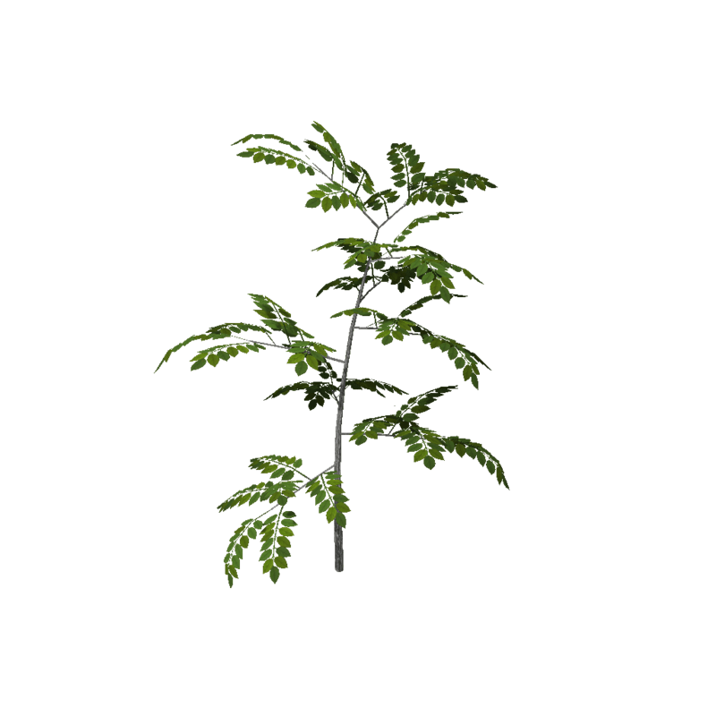 Ash Sapling 5 (High Detail)