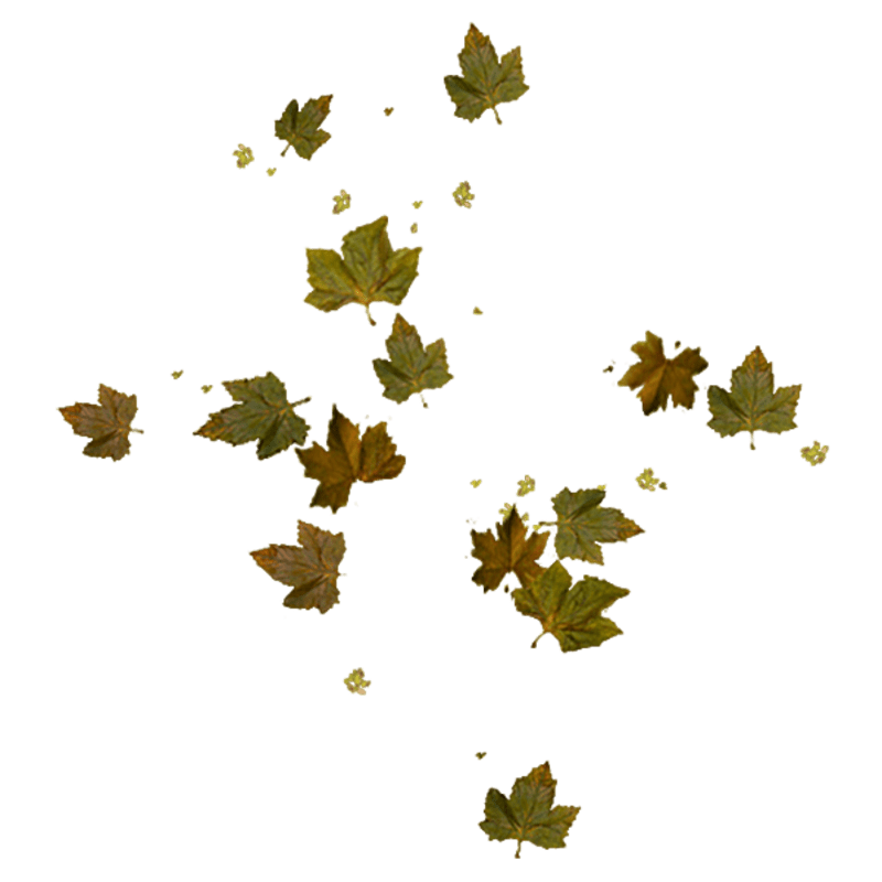 Dead Leaves_Small