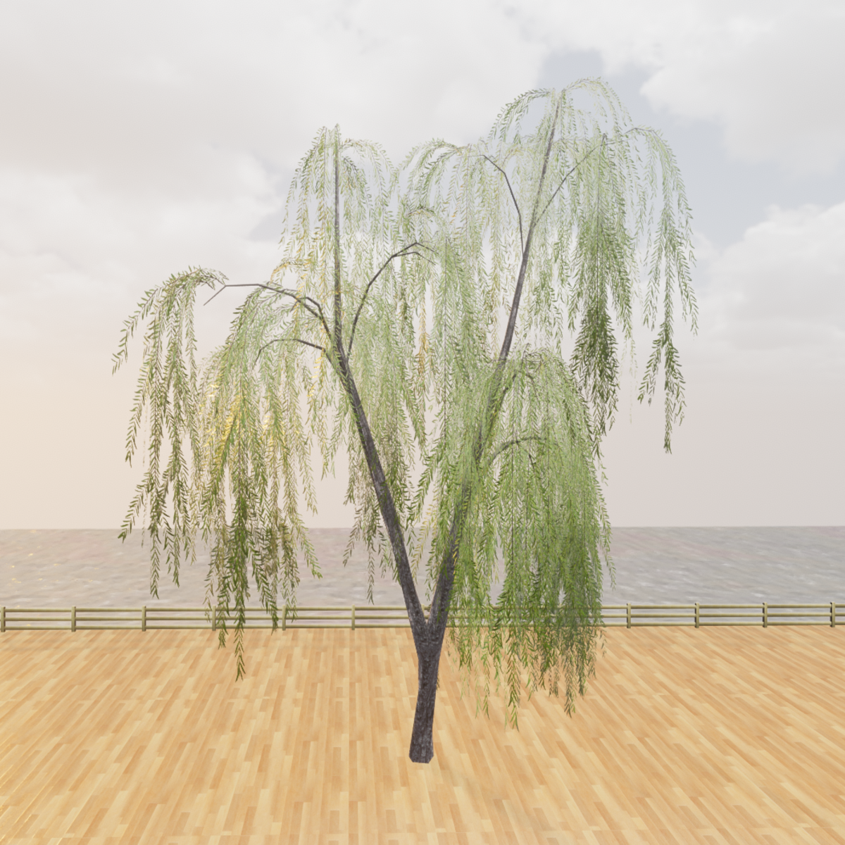 Willow Tree Drooping Mature Adult