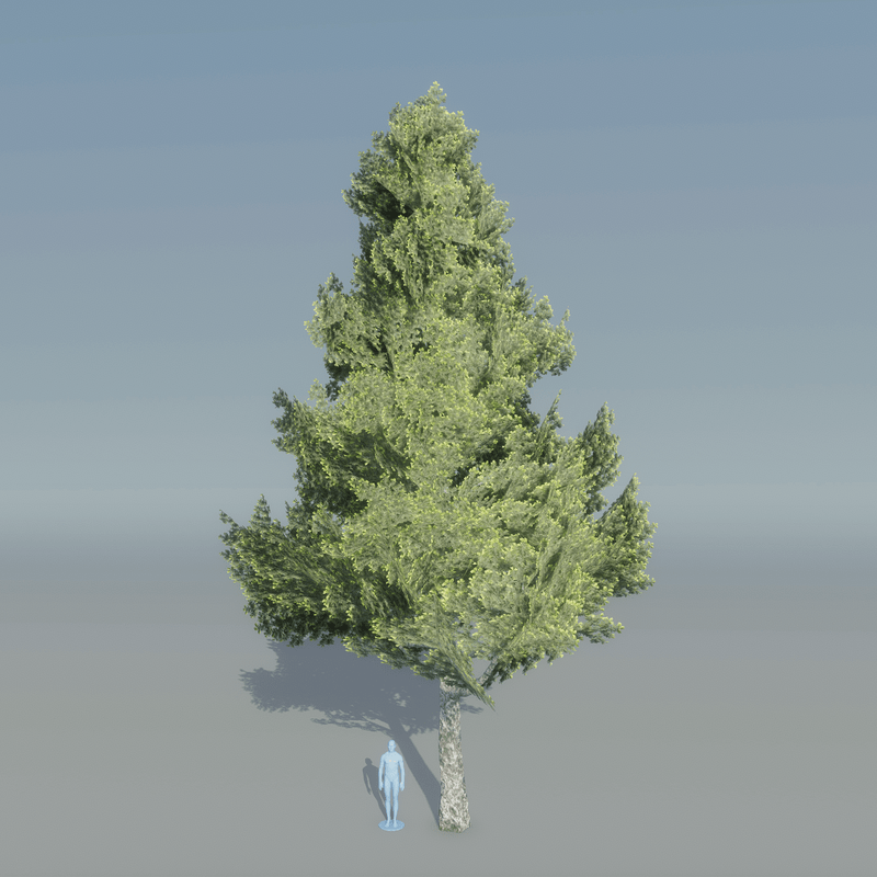 Spruce Tree 2