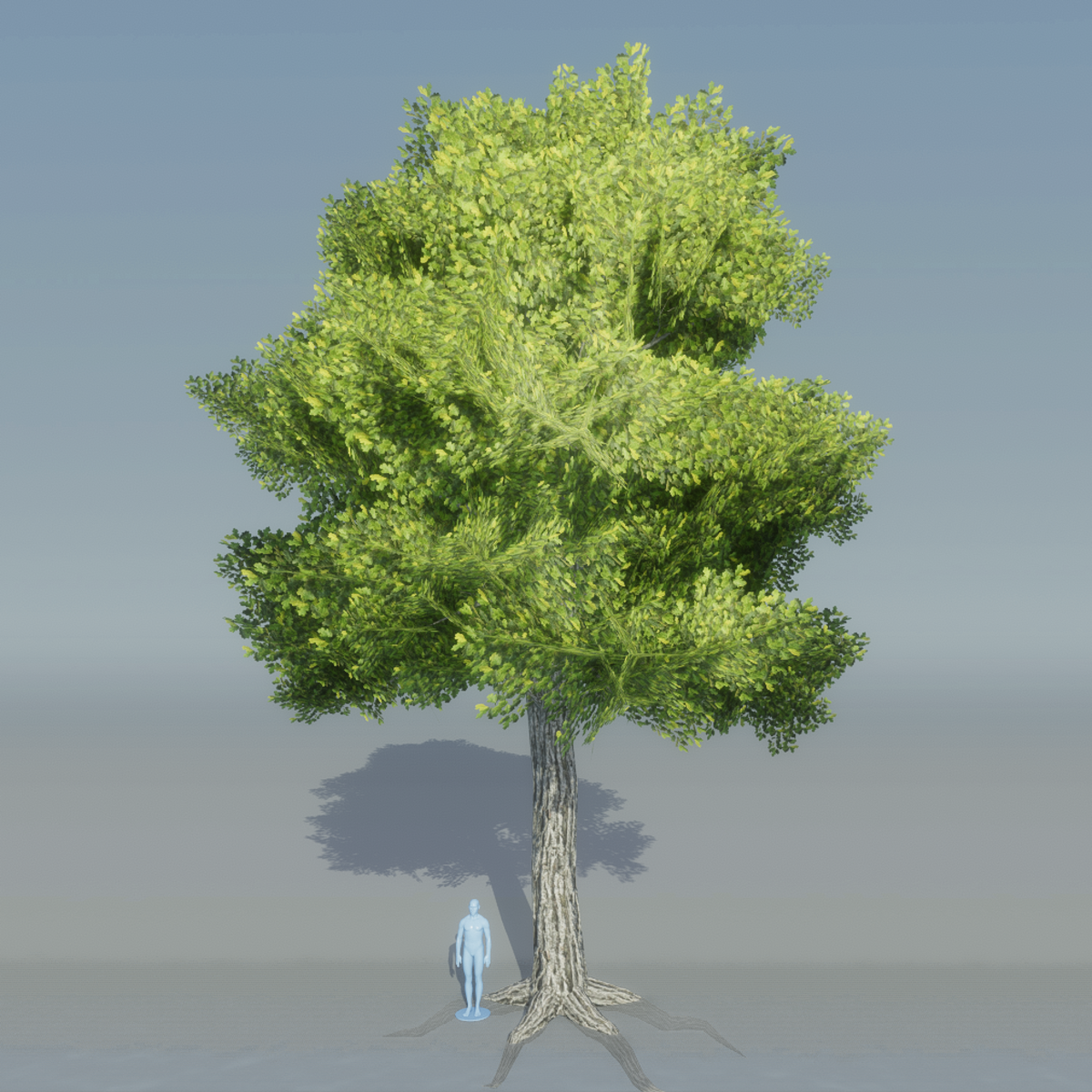 Oak Tree 4 with roots (Light Green)