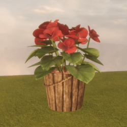 ★Begonia★ - House Plant☻