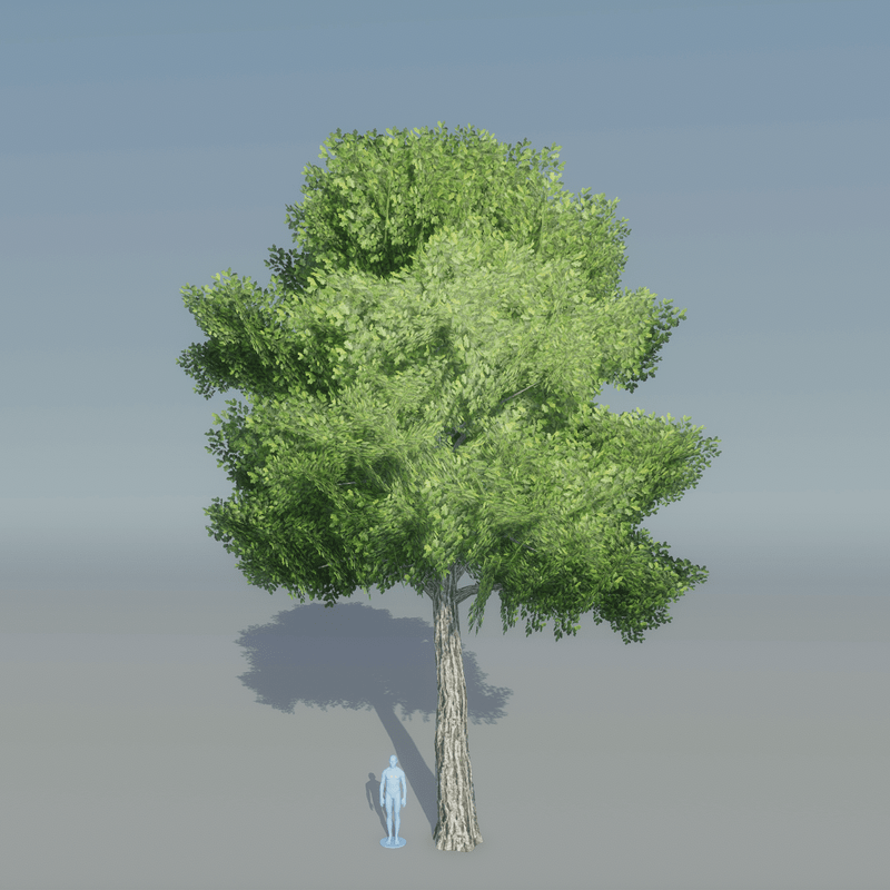 Oak Tree 2
