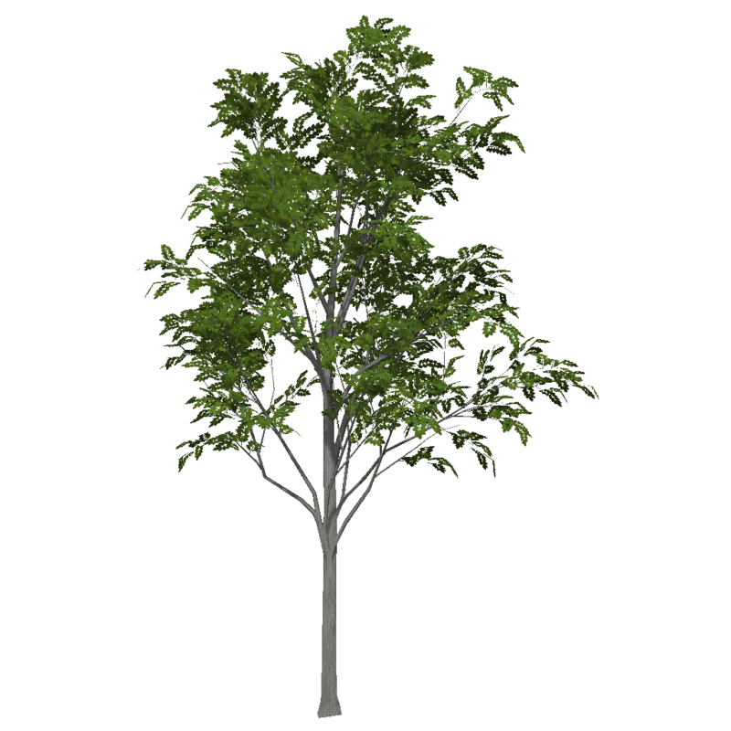 Ash Tree 3 (Low Detail)