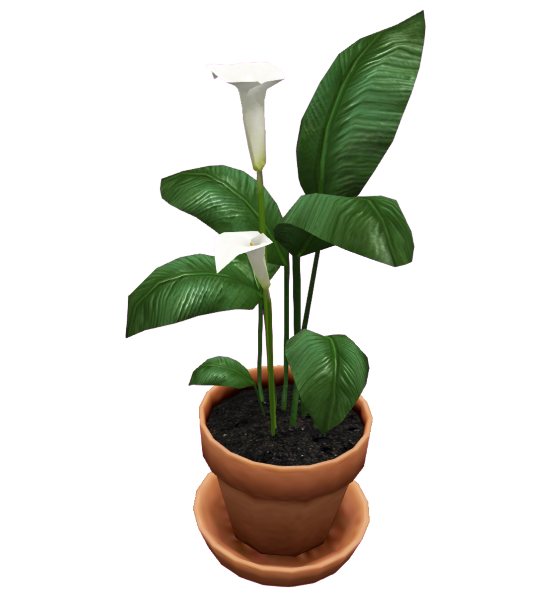 Peace Lily Plant in Pot