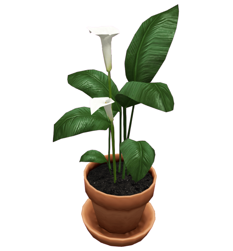 Peace Lily Plant in Pot
