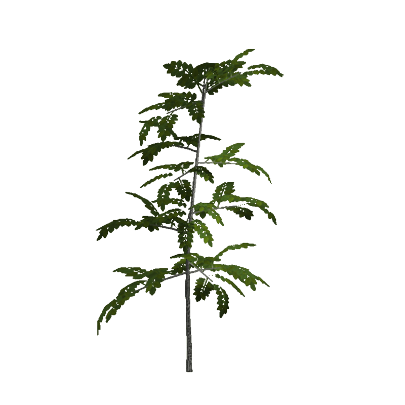 Ash Sapling 4 (Billboard)