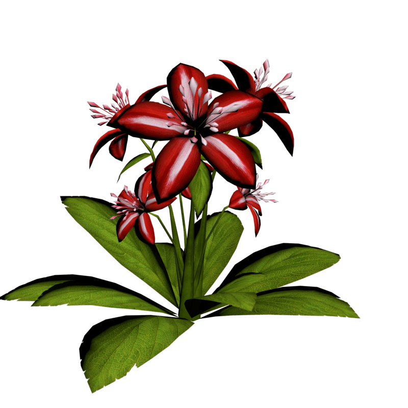 Lily Plant 11