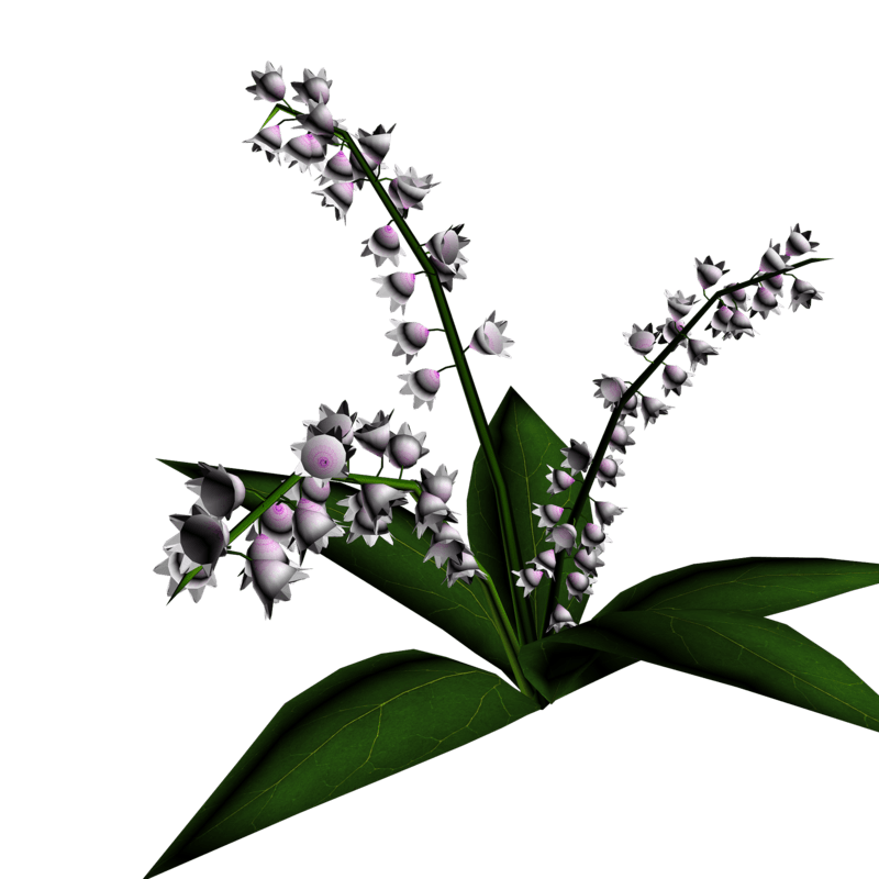 Lily of Valley Plant 12