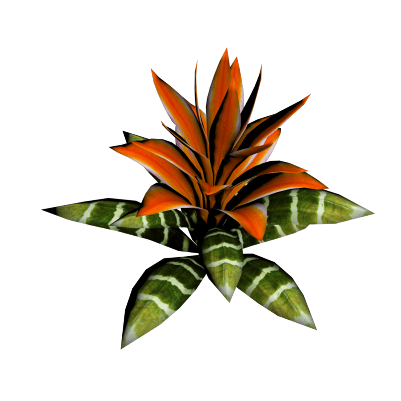 Bromeliad Plant 16