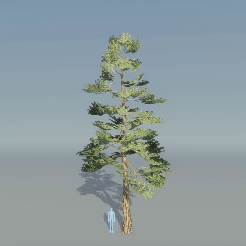 Pine tree 2