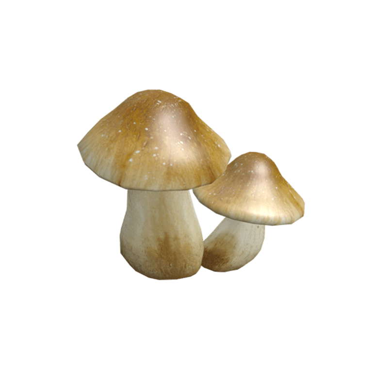 Mushrooms 2