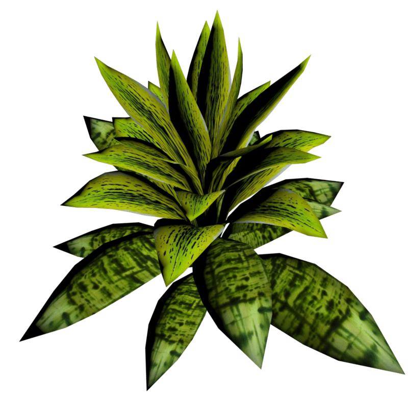 Bromeliad Plant 7