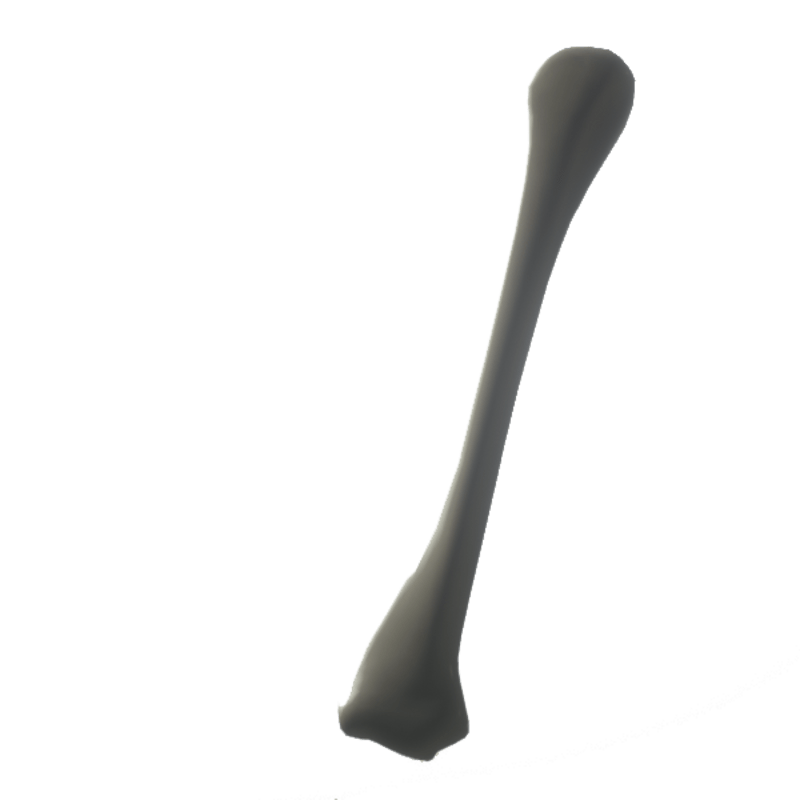 Skeleton HUMERUS (upper arm) - (left) Collision