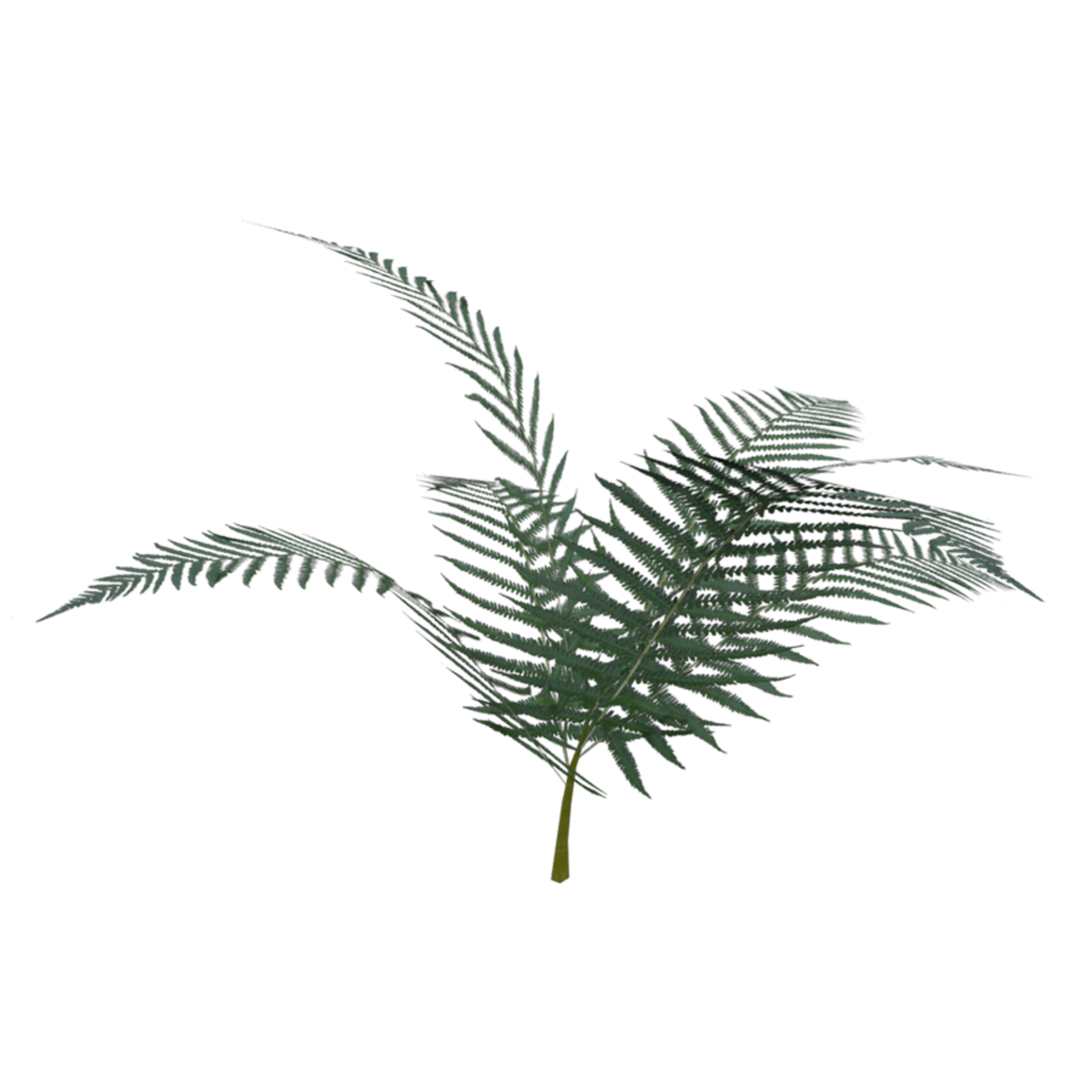 Fern01