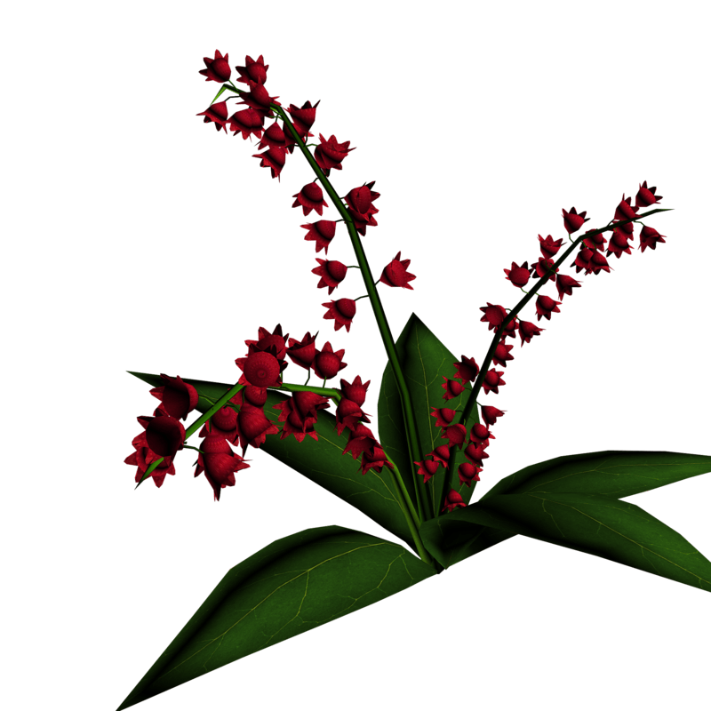 Lily of Valley Plant 13