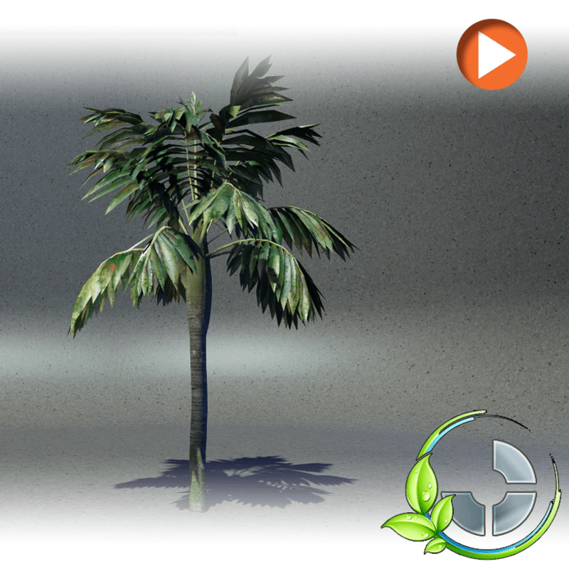 Animated Palmtree2 (Tropical 2)