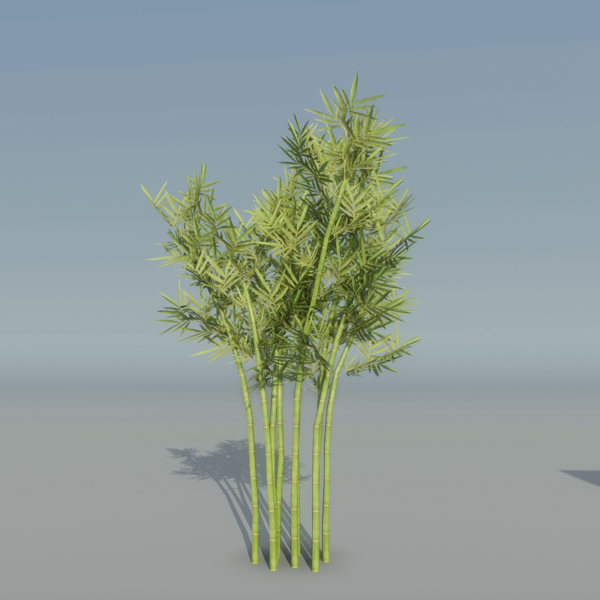 Bamboo Plant 1