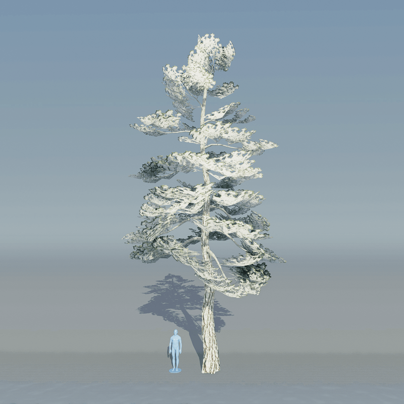 Pine Tree 5