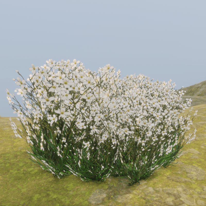 ALONE_WHITEFLOWER_PLANT